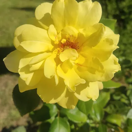 Golf Club & Orchid Noks Mia * Slantschew brjag